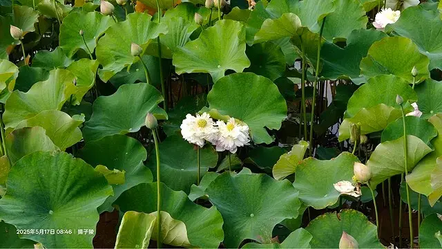 2025淡水奎柔山路百合花，05/17即時花況🌸｜同場加映：