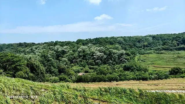 2025新北三芝賞桐步道🌸，5/2即時花況。