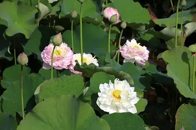 2025淡水奎柔山路百合花，05/17即時花況🌸｜同場加映：