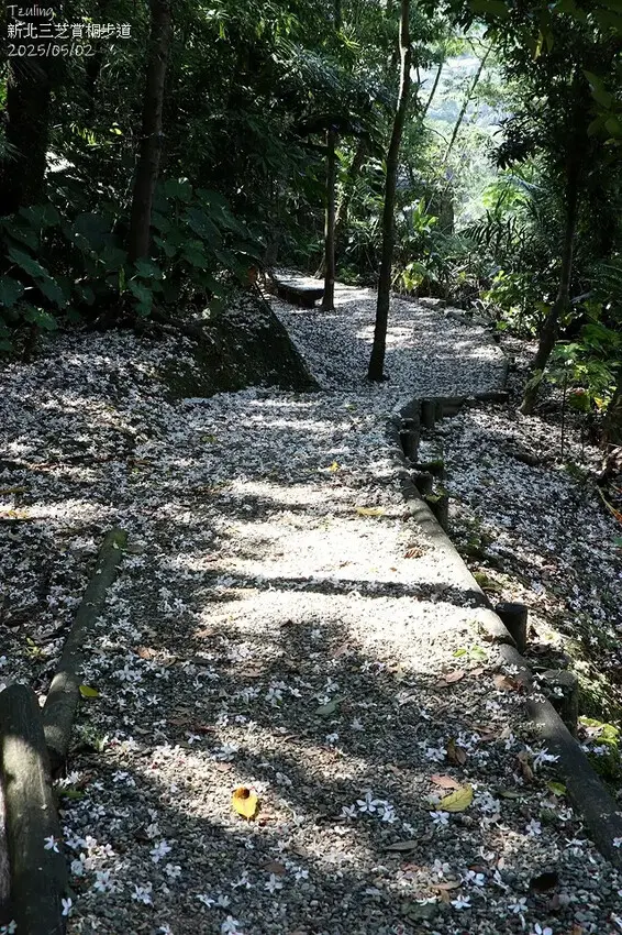 2025新北三芝賞桐步道🌸，5/2即時花況。