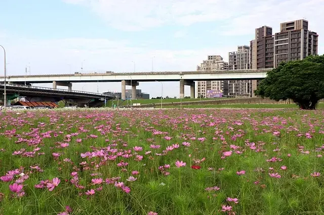 新北河濱2025繽紛花海，春日漫步夢幻花園，新北大都會公園+