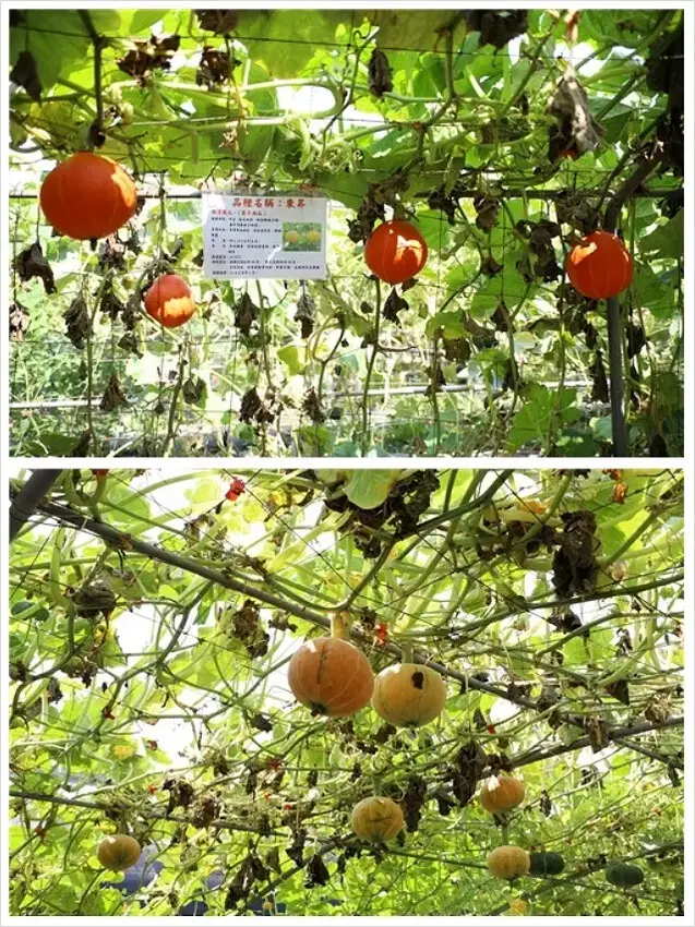 2025淡水奎柔山路百合花，05/17即時花況🌸｜同場加映：