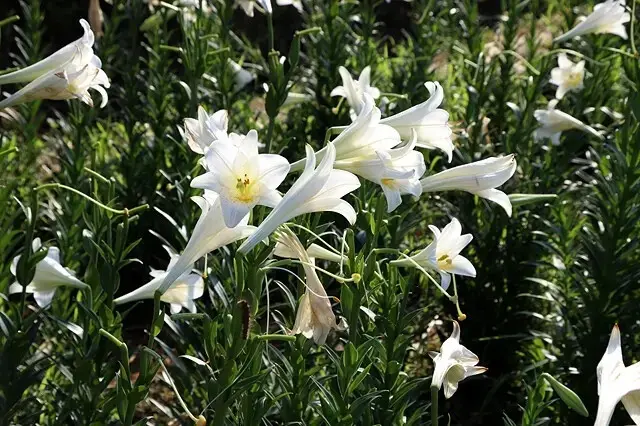 2025淡水奎柔山路百合花，05/17即時花況🌸｜同場加映：