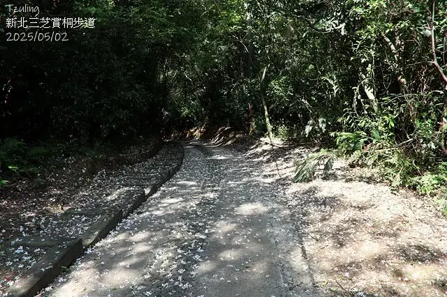 2025新北三芝賞桐步道🌸，5/2即時花況。