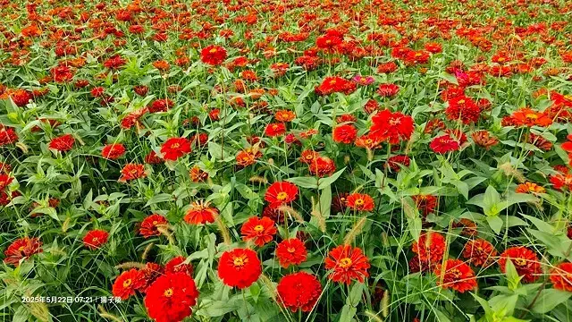 新北河濱2025繽紛花海，春日漫步夢幻花園，新北大都會公園+