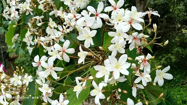 2025桃園大溪、十一指古道油桐花盛開🌸，5/1即時花況｜2