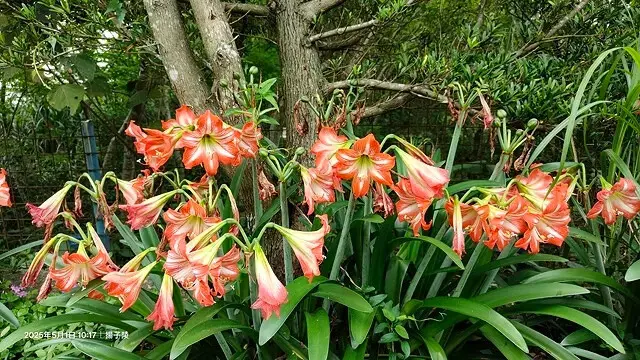 2025桃園大溪、十一指古道油桐花盛開🌸，5/1即時花況｜2