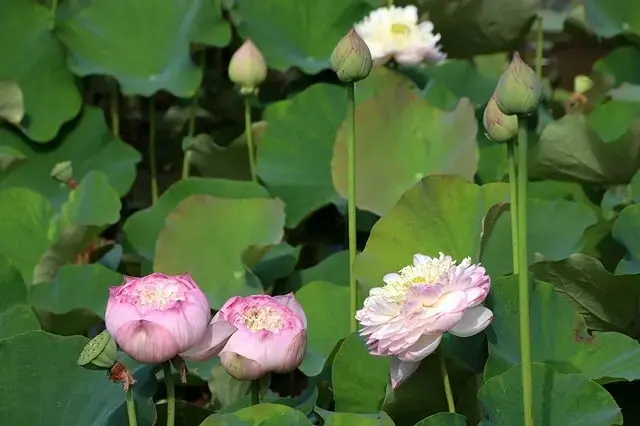 2025淡水奎柔山路百合花，05/17即時花況🌸｜同場加映：