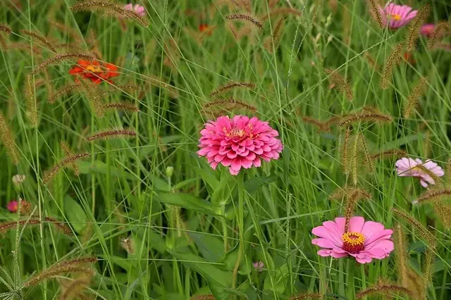 新北河濱2025繽紛花海，春日漫步夢幻花園，新北大都會公園+