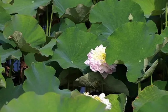 2025淡水奎柔山路百合花，05/17即時花況🌸｜同場加映：