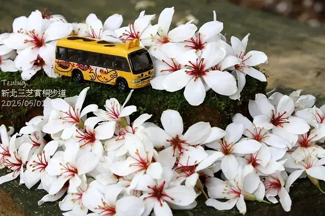 2025新北三芝賞桐步道🌸，5/2即時花況。