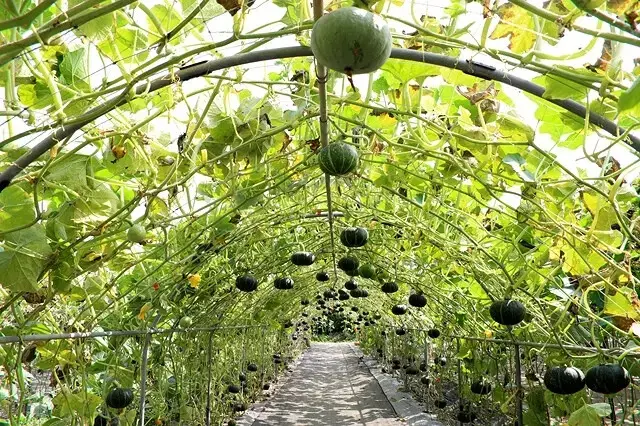 2025淡水奎柔山路百合花，05/17即時花況🌸｜同場加映：