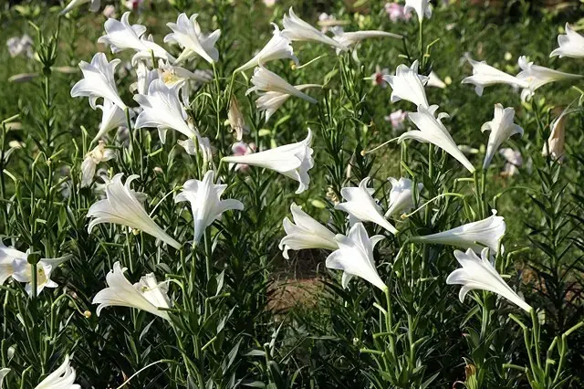 2025淡水奎柔山路百合花，05/17即時花況🌸｜同場加映：