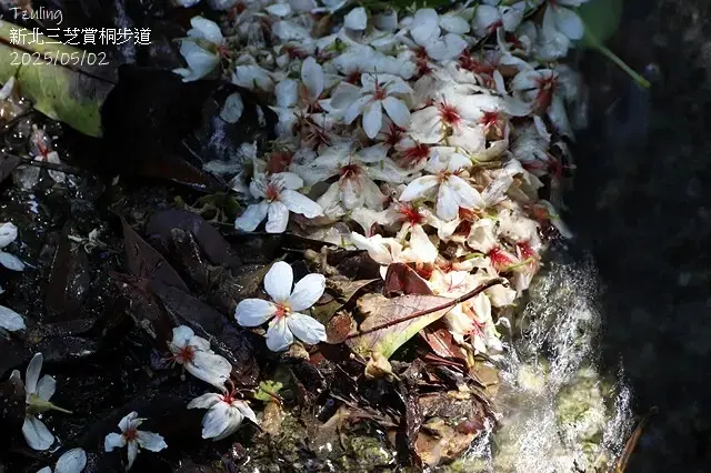 2025新北三芝賞桐步道🌸，5/2即時花況。