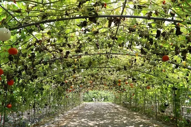 2025淡水奎柔山路百合花，05/17即時花況🌸｜同場加映：
