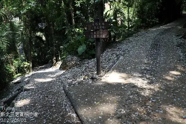 2025新北三芝賞桐步道🌸，5/2即時花況。