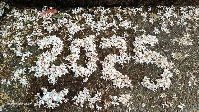 2025桃園大溪、十一指古道油桐花盛開🌸，5/1即時花況｜2