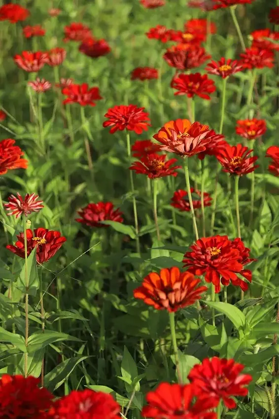 新北河濱2025繽紛花海，春日漫步夢幻花園，新北大都會公園+