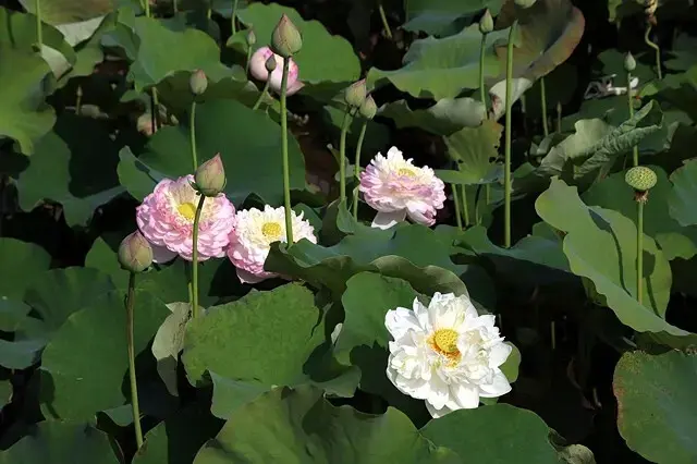 2025淡水奎柔山路百合花，05/17即時花況🌸｜同場加映：