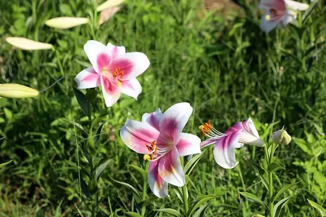 2025淡水奎柔山路百合花，05/17即時花況🌸｜同場加映：