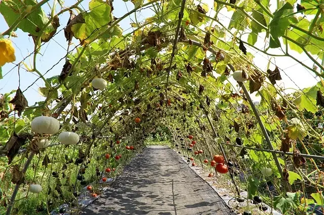 2025淡水奎柔山路百合花，05/17即時花況🌸｜同場加映：