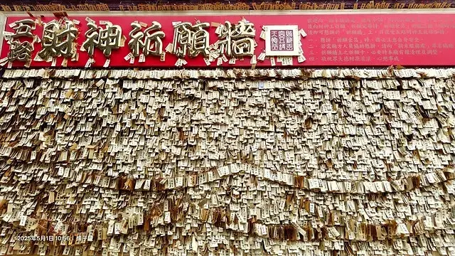 2025桃園大溪、十一指古道油桐花盛開🌸，5/1即時花況｜2