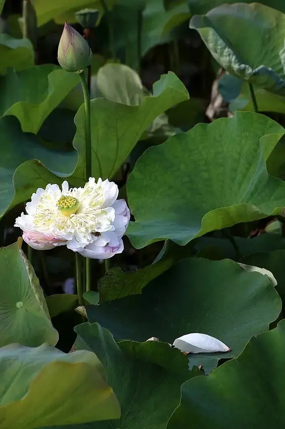 2025淡水奎柔山路百合花，05/17即時花況🌸｜同場加映：