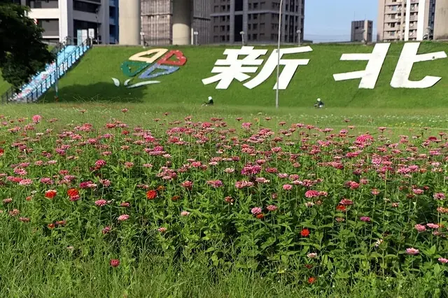 新北河濱2025繽紛花海，春日漫步夢幻花園，新北大都會公園+