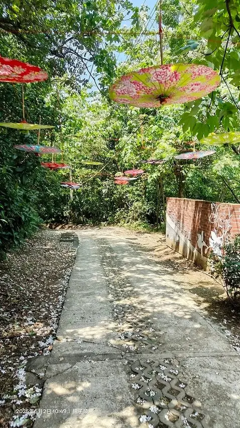 2025新北三芝賞桐步道🌸，5/2即時花況。