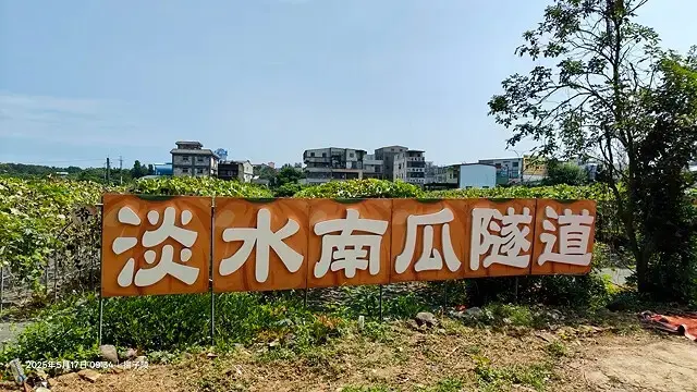 2025淡水奎柔山路百合花，05/17即時花況🌸｜同場加映：