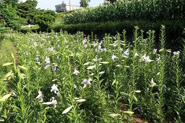 2025淡水奎柔山路百合花，05/17即時花況🌸｜同場加映：
