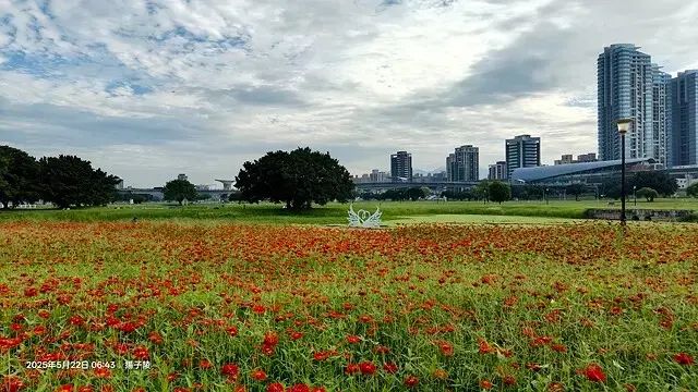 新北河濱2025繽紛花海，春日漫步夢幻花園，新北大都會公園+