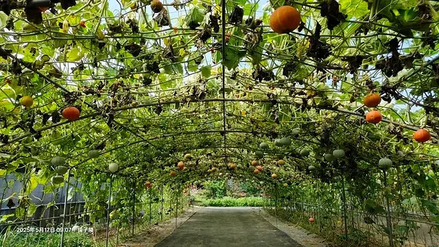 2025淡水奎柔山路百合花，05/17即時花況🌸｜同場加映：