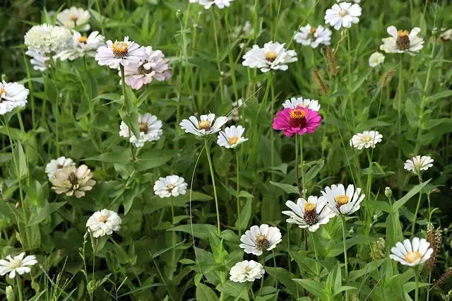 新北河濱2025繽紛花海，春日漫步夢幻花園，新北大都會公園+