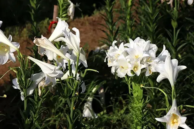 2025淡水奎柔山路百合花，05/17即時花況🌸｜同場加映：