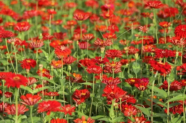 新北河濱2025繽紛花海，春日漫步夢幻花園，新北大都會公園+