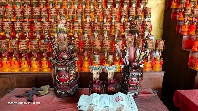 2025桃園大溪、十一指古道油桐花盛開🌸，5/1即時花況｜2