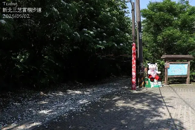 2025新北三芝賞桐步道🌸，5/2即時花況。