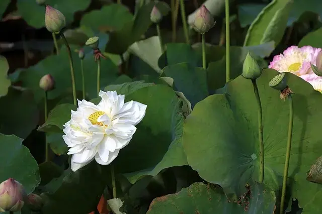 2025淡水奎柔山路百合花，05/17即時花況🌸｜同場加映：