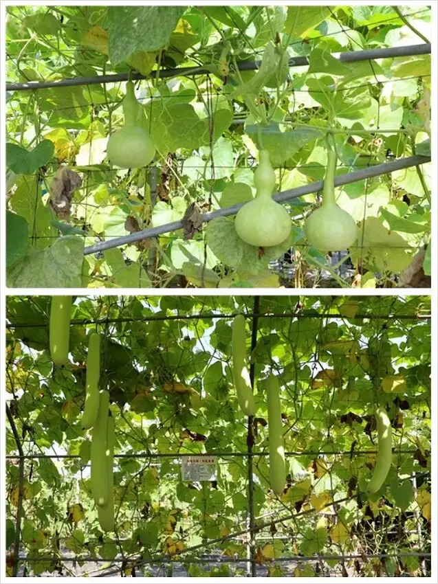 2025淡水奎柔山路百合花，05/17即時花況🌸｜同場加映：