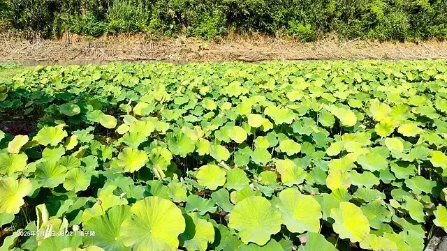 2025淡水奎柔山路百合花，05/17即時花況🌸｜同場加映：