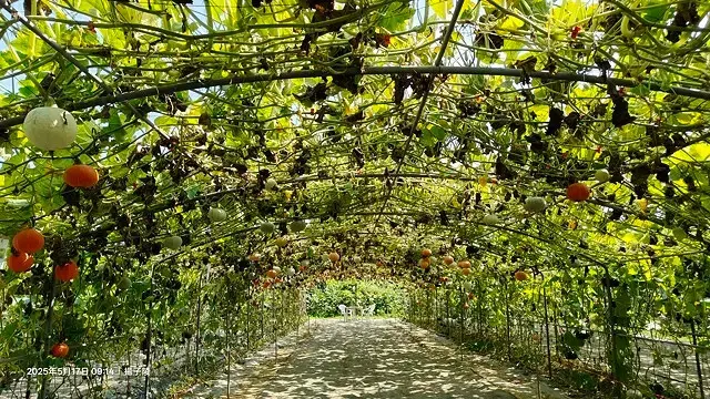 2025淡水奎柔山路百合花，05/17即時花況🌸｜同場加映：