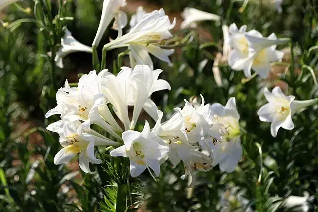 2025淡水奎柔山路百合花，05/17即時花況🌸｜同場加映：