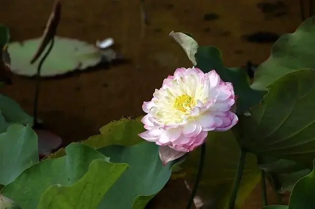 2025淡水奎柔山路百合花，05/17即時花況🌸｜同場加映：