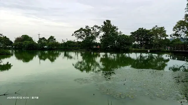 2025桃園大溪、十一指古道油桐花盛開🌸，5/1即時花況｜2