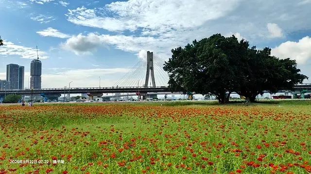 新北河濱2025繽紛花海，春日漫步夢幻花園，新北大都會公園+