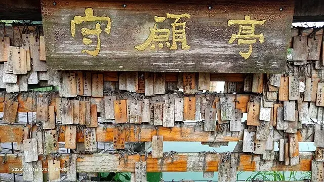 2025桃園大溪、十一指古道油桐花盛開🌸，5/1即時花況｜2