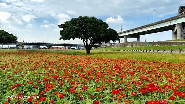 新北河濱2025繽紛花海，春日漫步夢幻花園，新北大都會公園+