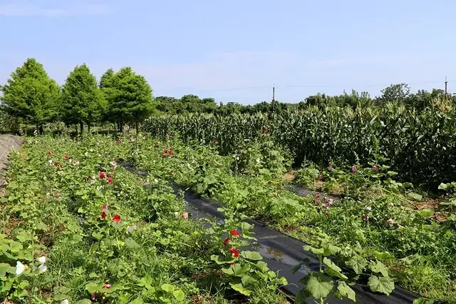 2025淡水奎柔山路百合花，05/17即時花況🌸｜同場加映：