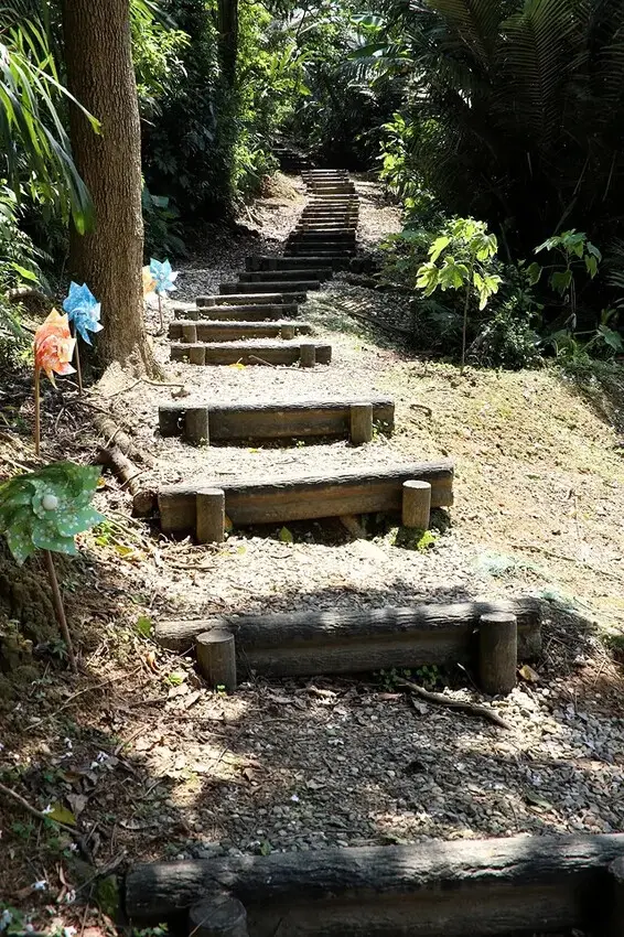 2025新北三芝賞桐步道🌸，5/2即時花況。